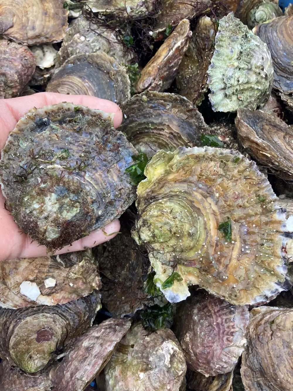 Huîtres plates de Carantec en Baie de Morlaix